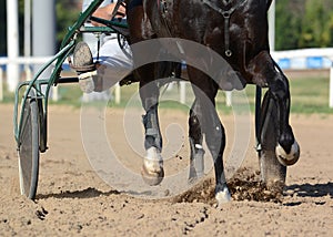 Harness horse racing. Horses trotter breed in motion on hippodrome.