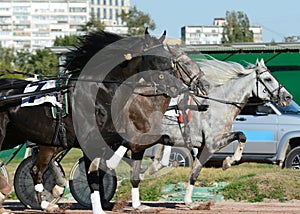 Harness horse racing. Horses trotter breed in motion on hippodrome.
