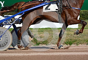 Harness horse racing. Horses trotter breed in motion on hippodrome.