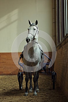 Harness Orlov trotter horse portrait in dark stable background