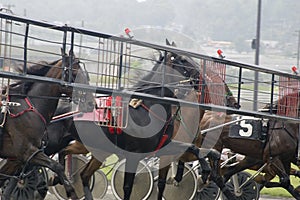 Harness race-1