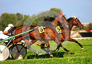 Harness racing