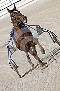 Harness racing