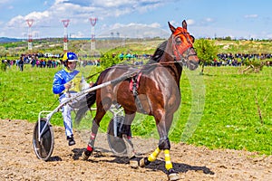 Handsome purebred horse harness racing Bulgaria