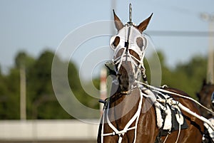 Harness Racing horse