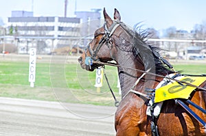 Harness racing.