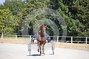 Harness racing horse trotter breed