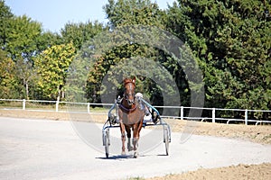 harness racing horse trotter breed in motion