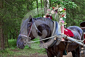 Harnessed black horse with flower-decorated wooden collar.