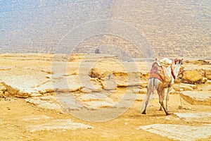 The harnessed camel in Giza complex in Egypt