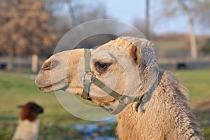 Harnessed Camel Head