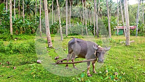 A harnessed carabao stands in a coconut plantation in the Philippines.