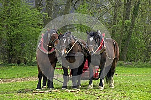 Harnessed Cob Normand Draft Horse, French Breed