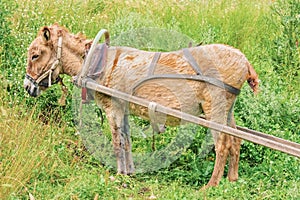 Harnessed donkey
