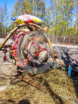 Harnessed donkey portrait