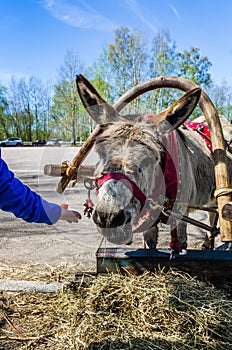 Harnessed donkey portrait
