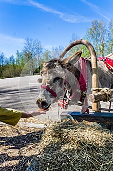 Harnessed donkey portrait