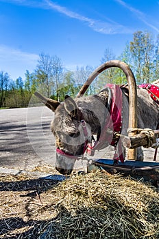 Harnessed donkey portrait