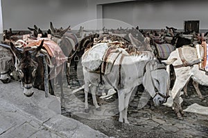 Harnessed donkeys are waiting for tourists