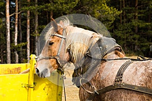 Harnessed dray or draft horse waiting to a cart