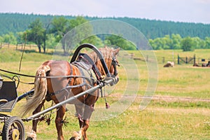 Harnessed horse breed Russian heavy truck pulls a cart