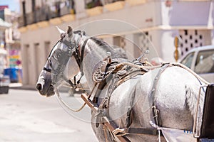 Harnessed horse, Cuba, Havana. Copy space for text.