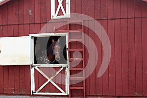 Harnessed horse standing at barn doorway