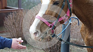 harnessed horse with a white spot on the muzzle eats bread from a man's hand.