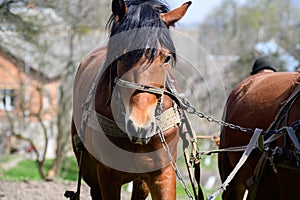 harnessed horses outdoor. Rural landscape