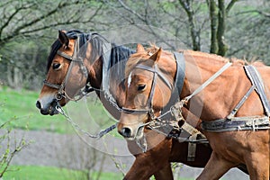 harnessed horses outdoor. Rural landscape