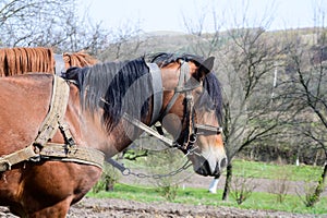 harnessed horses outdoor. Rural landscape