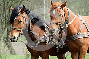 harnessed horses outdoor. Rural landscape