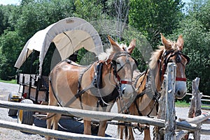 Harnessed horses pull a covered wagon