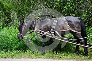 Harnessed old black grazing horse