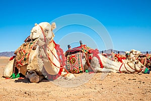 Harnessed riding camel resting in the desrt, Al Ula, Saudi Arabia