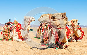 Harnessed riding camels resting in the desrt, Al Ula