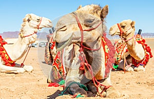 Harnessed riding camels resting in the desrt, Al Ula