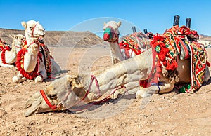 Harnessed riding camels resting in the desrt, Al Ula