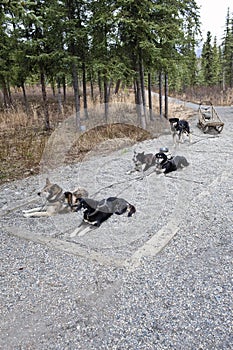 Harnessed sled dogs
