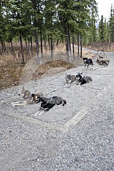 Harnessed sled dogs