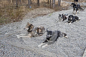 Harnessed sled dogs