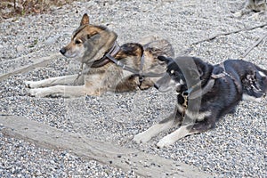 Harnessed sled dogs