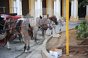 Harnessing horses near Sevilla Park. On the corner of Trocadero and Agramonte
