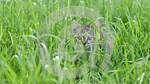 Harnessing our inner strength. small kitten playing and jumping around in the grass, demonstrating resilience in the