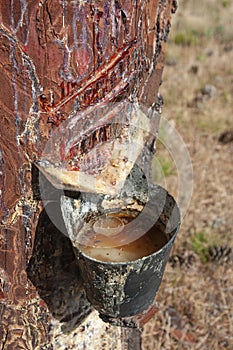 Harnessing resin Corsican pine Pinus pinaster, Pinewoods