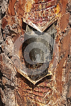 Harnessing resin Corsican pine Pinus pinaster, Pinewoods,