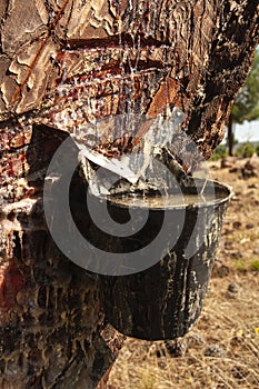 Harnessing resin Corsican pine Pinus pinaster, Pinewoods