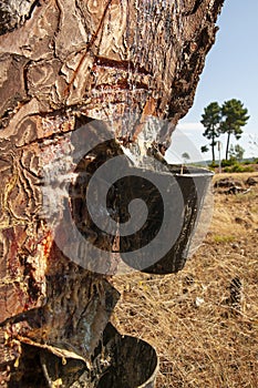 Harnessing resin Corsican pine Pinus pinaster, Pinewoods