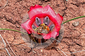 Harold-Porter monkey beetles mating inside a karoosatynblom
