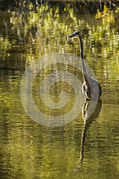 Haron walking though still water